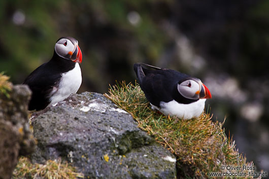 Atlantic puffin (Fratercula arctica) at the Ingólfshöfði bird colony