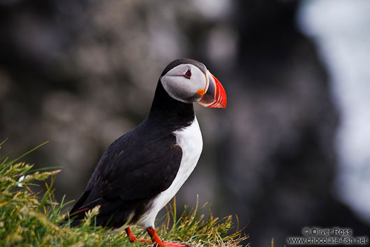 Atlantic puffin (Fratercula arctica) at the Ingólfshöfði bird colony