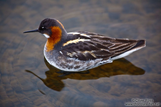 Red-necked Phalarope (Phalaropus lobatus) at Mývatn lake