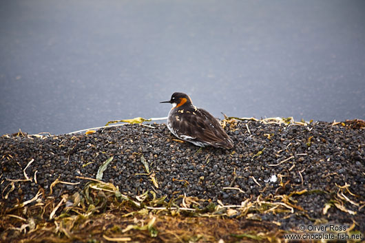 Bird at Mývatn lake