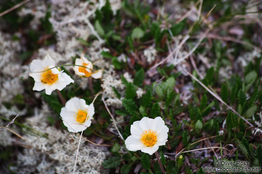 Dryas octopetala flowers near Mývatn lake