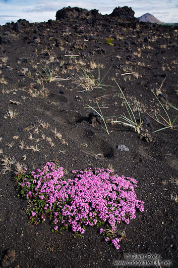 Suvival on volcanic ground near Mývatn