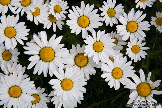 Roadside daisy (marguerite) flowers in Reykjavik