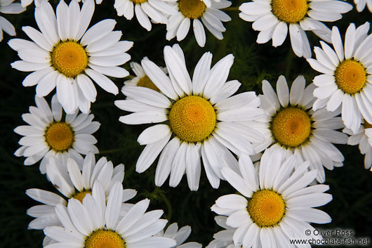 Roadside daisy (marguerite) flowers in Reykjavik