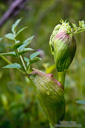 Angelica archangelica plant near Skaftafell