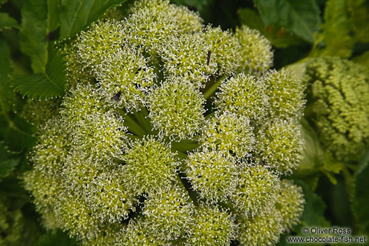 Angelica archangelica plant near Skaftafell