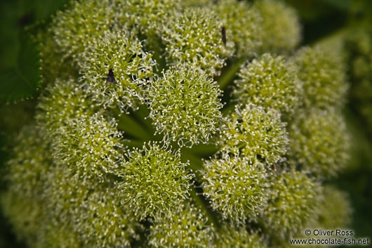 Angelica archangelica plant near Skaftafell 