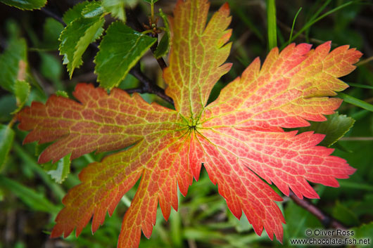Coloured leaf near Skaftafell