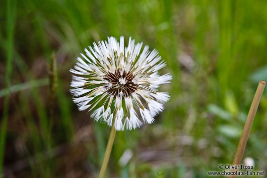 Icelandic dandelion near Skaftafell