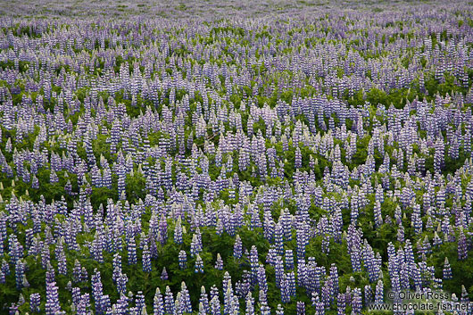 Lupinus nootkatensis flowers near Skagafjörður