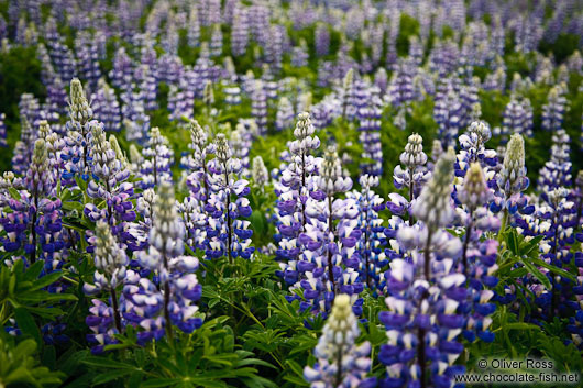 Lupinus nootkatensis flowers near Skagafjörður