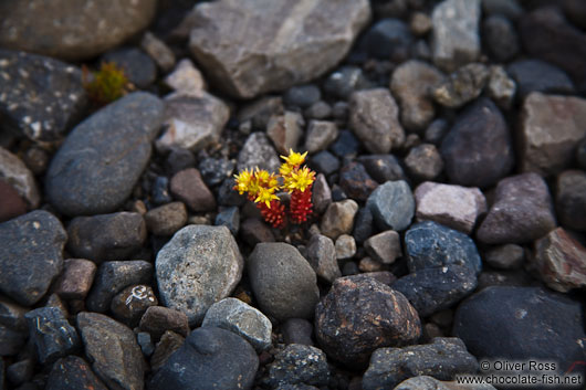 Small survivor near Skeiðarársandur