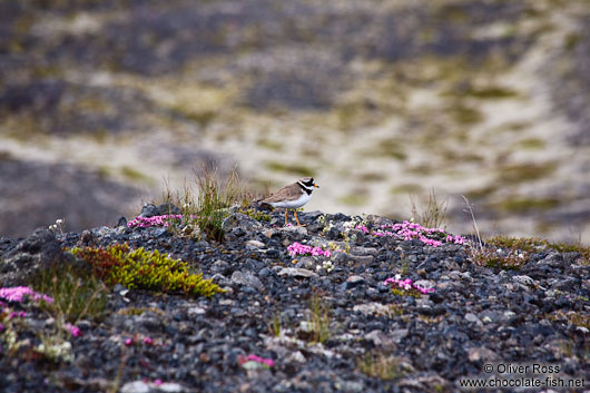 Ringed plover (Charadrius ostralegus) near Skeiðarársandur