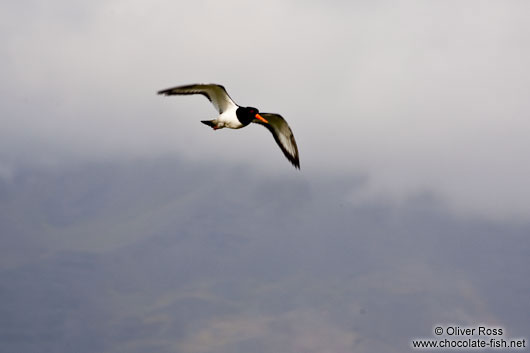 Oyster catcher (Haematopus ostralegus) in flight on Snæfellsnes