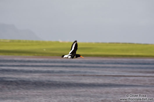 Oyster catcher (Haematopus ostralegus) in flight on Snæfellsnes