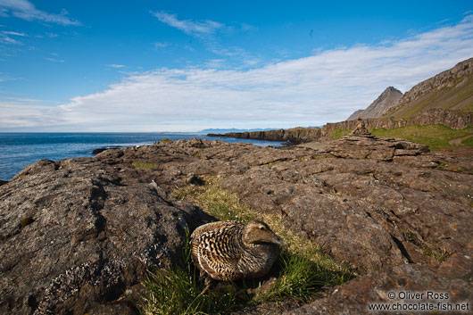 Sitting duck (Eider female - Somateria mollissima) at Streitishvarf