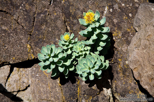 Small plant at Streitishvarf