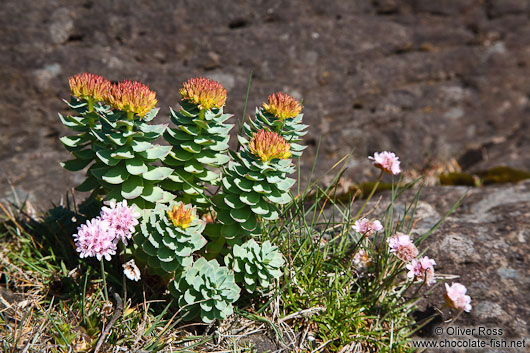 Small plant at Streitishvarf