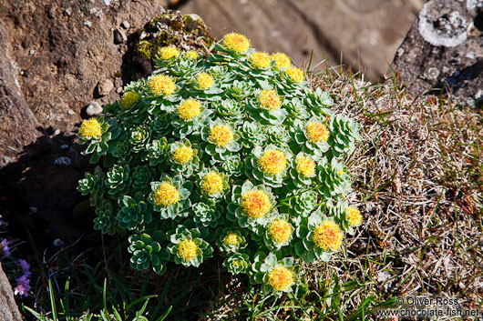 Small plant at Streitishvarf