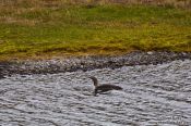 Travel photography:Red throated diver duck (Gavia stellata) near Breiðárlón, Iceland