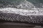 Travel photography:Departing Common Eider ducks (Somateria mollissima) near Djúpivogur, Iceland