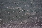 Travel photography:Common Eider ducks (Somateria mollissima) in flight on a beach near Djúpivogur, Iceland