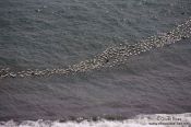 Travel photography:A group of Common Eider ducks (Somateria mollissima) near Djúpivogur, Iceland