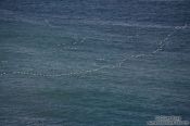 Travel photography:Common Eider ducks (Somateria mollissima) flying in formation near Djúpivogur, Iceland