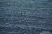 Travel photography:Common Eider ducks (Somateria mollissima) flying in formation near Djúpivogur, Iceland