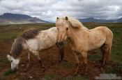 Travel photography:Iceland horses near Glymur, Iceland