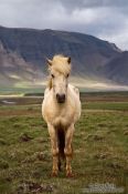 Travel photography:Iceland horse near Glymur, Iceland