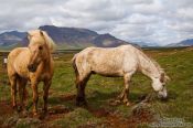 Travel photography:Iceland horses near Glymur, Iceland