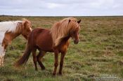 Travel photography:Iceland horses near Glymur, Iceland