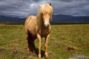 Travel photography:Iceland horse near Glymur, Iceland