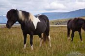 Travel photography:Iceland horses near Glymur, Iceland