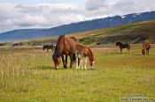 Travel photography:Iceland horses near Glymur, Iceland