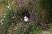 Travel photography:Nesting fulmar (Fulmarus glacialis) at the Ingólfshöfði bird colony, Iceland