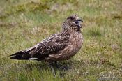 Travel photography:Great Skua (Stercorarius skua) at the Ingólfshöfði bird colony, Iceland