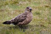 Travel photography:Great Skua (Stercorarius skua) at the Ingólfshöfði bird colony, Iceland