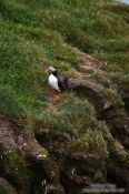 Travel photography:Atlantic puffin (Fratercula arctica) at the Ingólfshöfði bird colony, Iceland