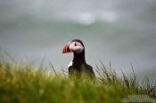 Travel photography:Atlantic puffin (Fratercula arctica) at the Ingólfshöfði bird colony, Iceland