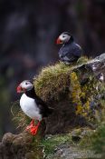 Travel photography:Atlantic puffin (Fratercula arctica) at the Ingólfshöfði bird colony, Iceland