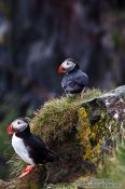 Travel photography:Atlantic puffin (Fratercula arctica) at the Ingólfshöfði bird colony, Iceland