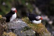 Travel photography:Atlantic puffin (Fratercula arctica) at the Ingólfshöfði bird colony, Iceland