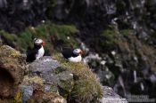 Travel photography:Atlantic puffin (Fratercula arctica) at the Ingólfshöfði bird colony, Iceland