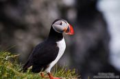 Travel photography:Atlantic puffin (Fratercula arctica) at the Ingólfshöfði bird colony, Iceland