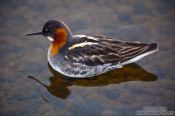 Travel photography:Red-necked Phalarope (Phalaropus lobatus) at Mývatn lake, Iceland