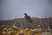 Travel photography:Bird at Mývatn lake, Iceland