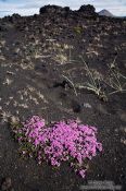 Travel photography:Suvival on volcanic ground near Mývatn, Iceland
