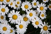 Travel photography:Roadside daisy (marguerite) flowers in Reykjavik, Iceland